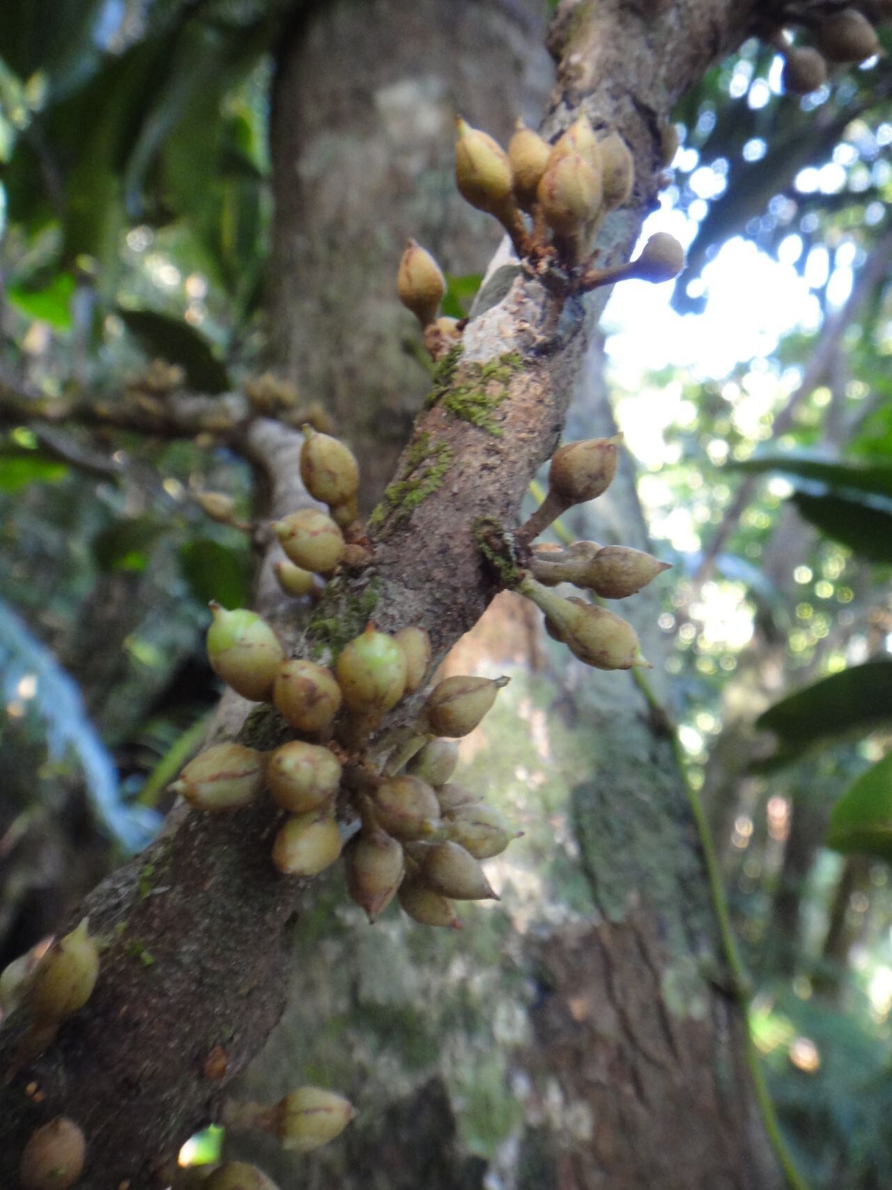 Pycnandra griseosepala fruit
