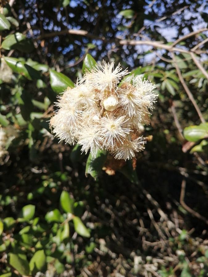 Myrceugenia exsucca flower