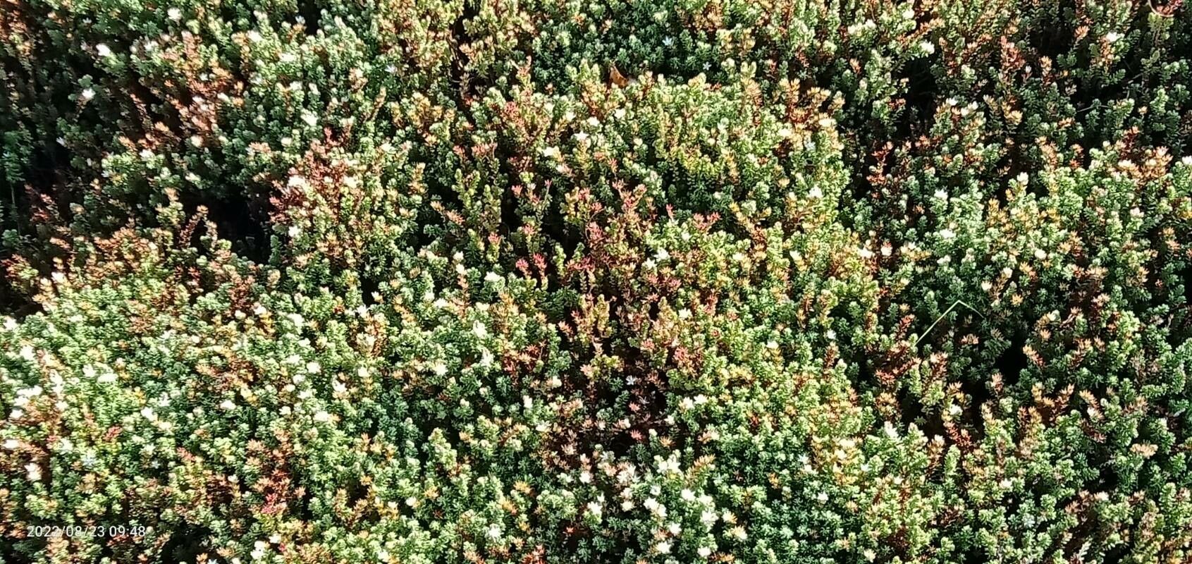 Empetrum rubrum — search result for 'Ericaceae'