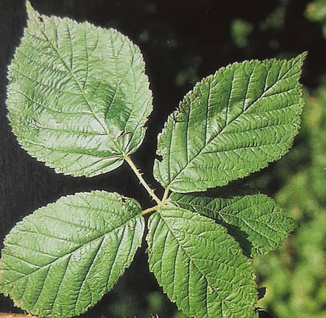 Rubus fioniae — houseplant care guide