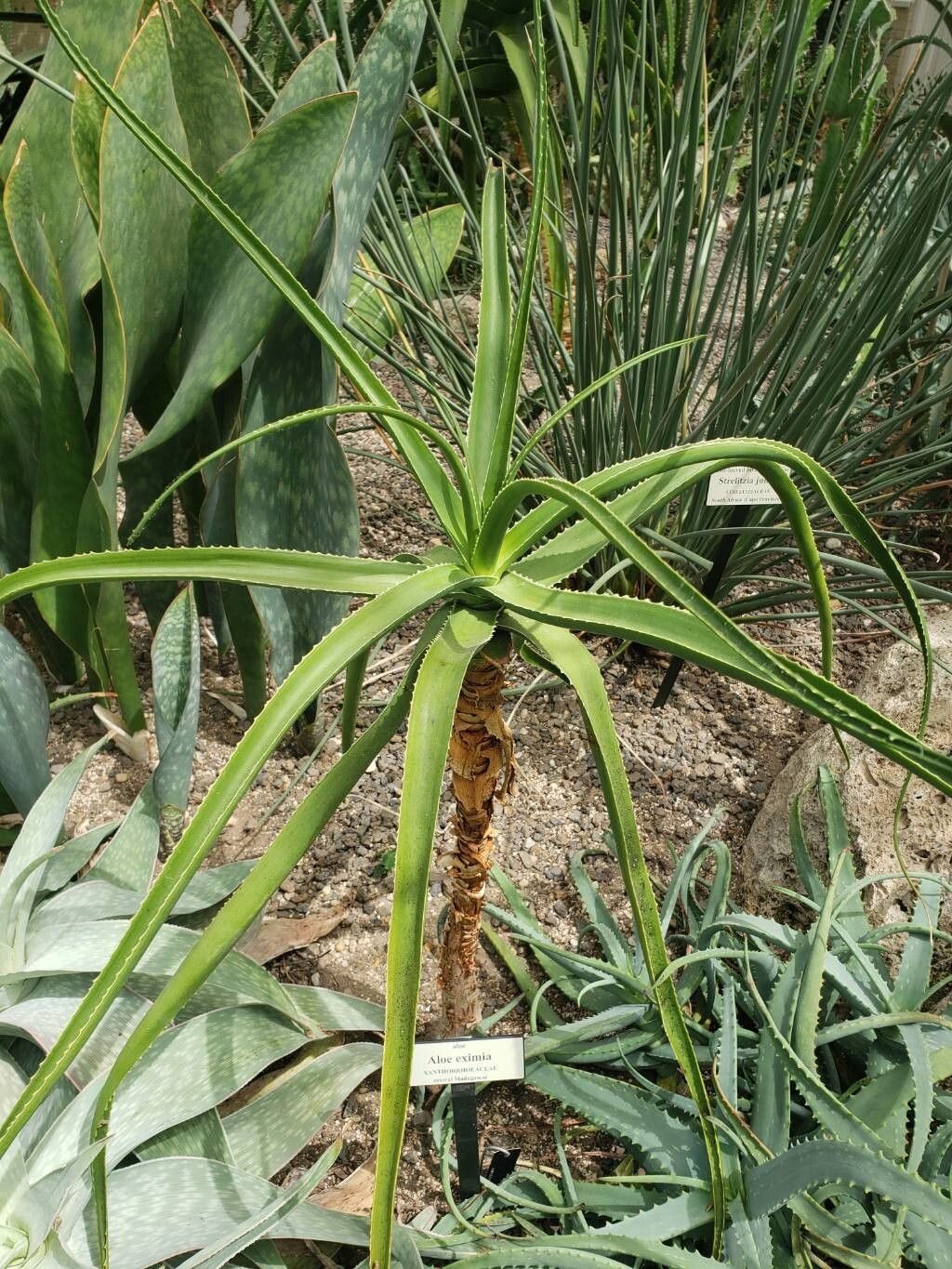 Aloe eximia habit