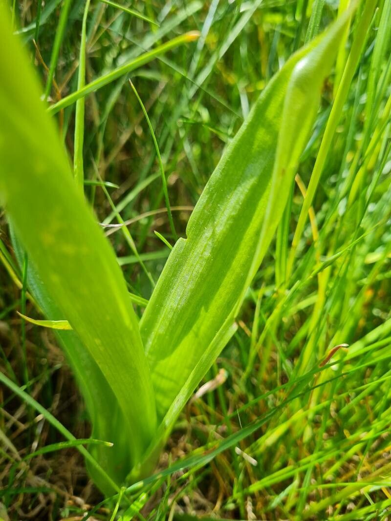 Orchis × hybrida — search result for 'Orchis'