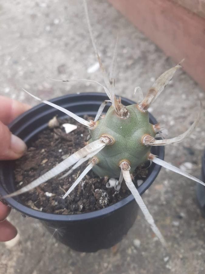 Opuntia articulata flower