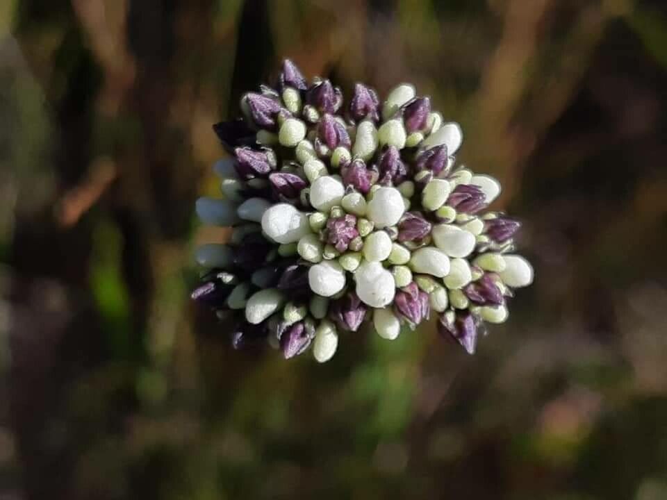 Conospermum longifolium flower