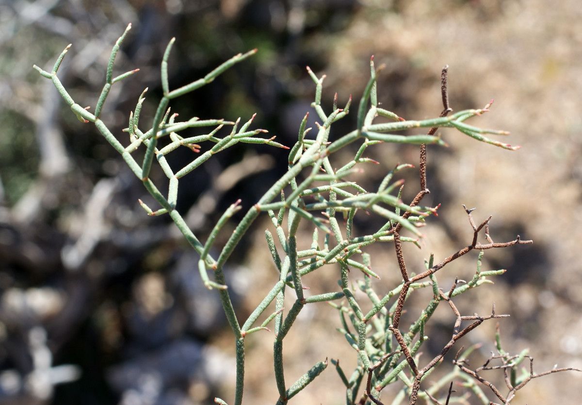 Limonium fontqueri habit