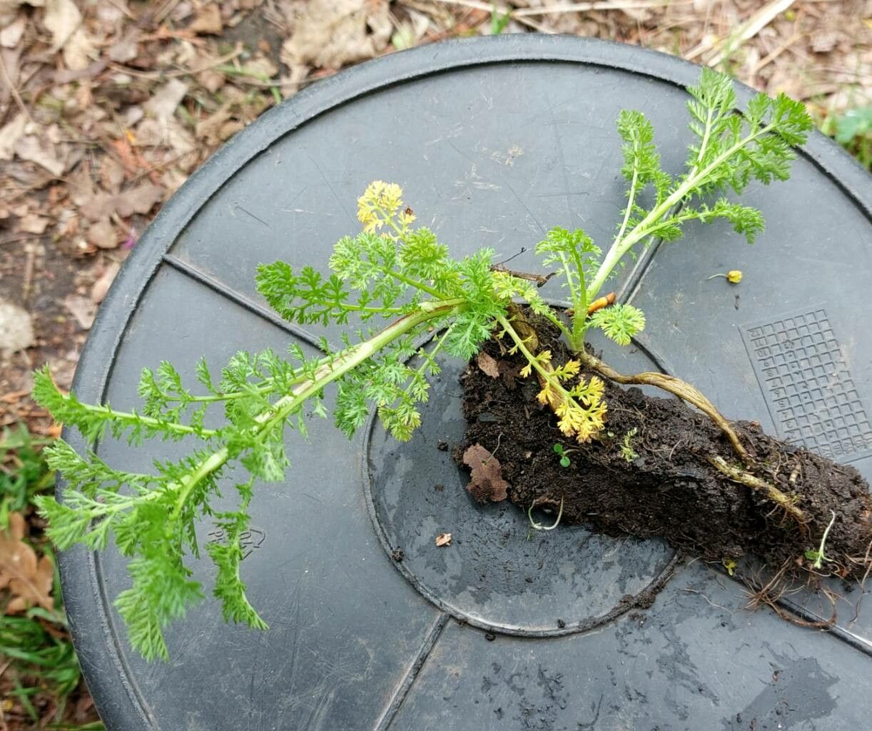 Anacyclus pyrethrum — search result for 'Urticaceae'