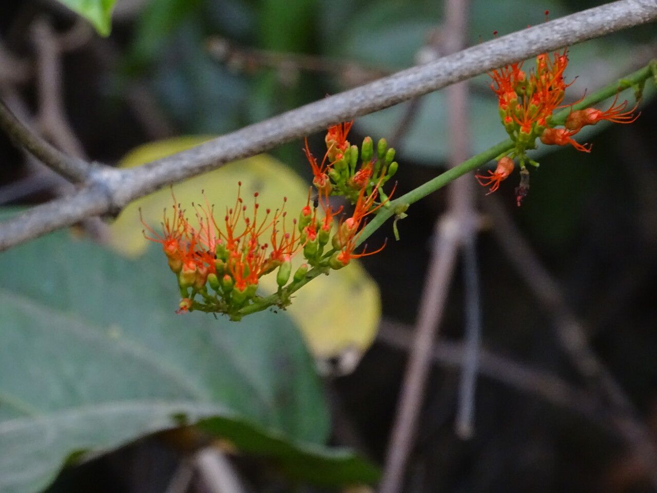 Combretum paniculatum flower