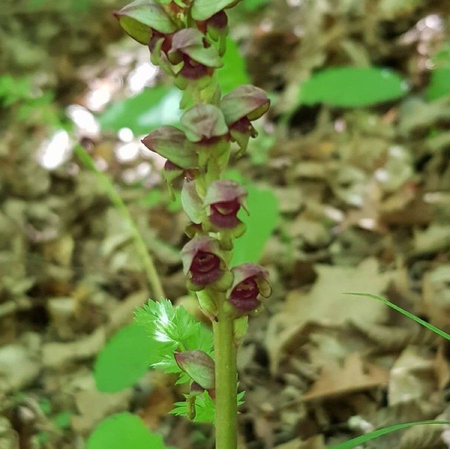 Steveniella satyrioides — search result for 'Armenia'