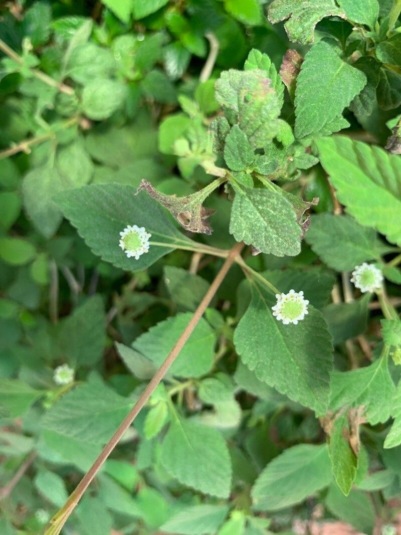 Phyla scaberrima flower