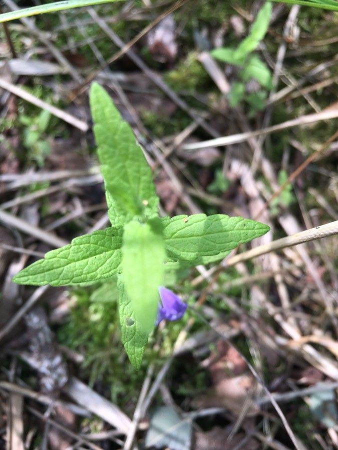 Scutellaria tuberosa leaf