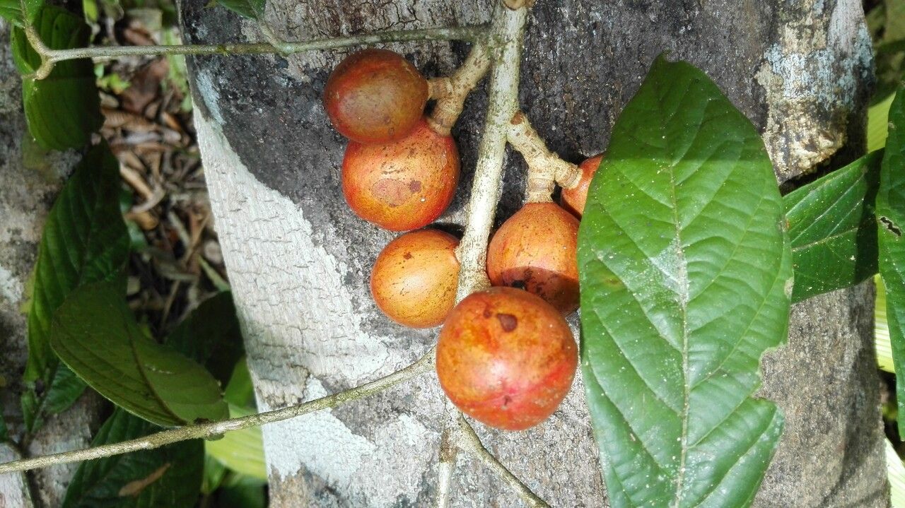 Guarea bullata fruit
