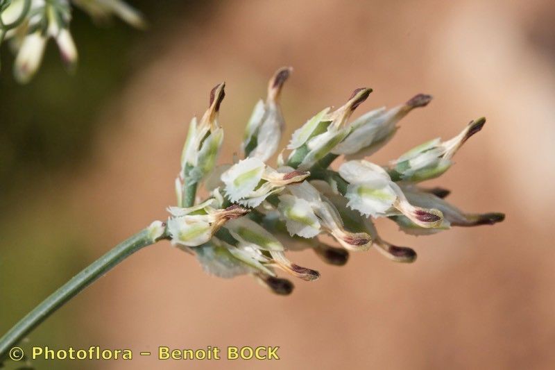 Fumaria macrosepala fruit