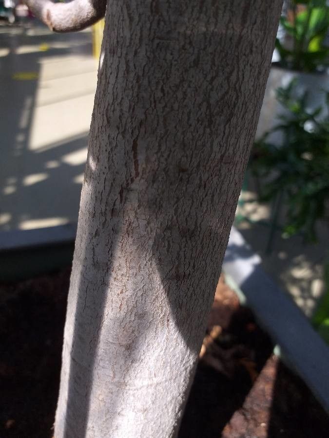 Phyllocladus trichomanoides bark