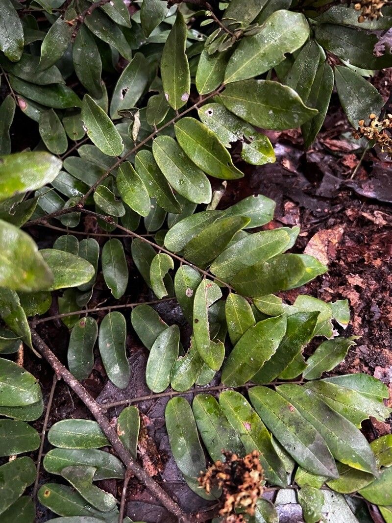 Dialium dinklagei leaf