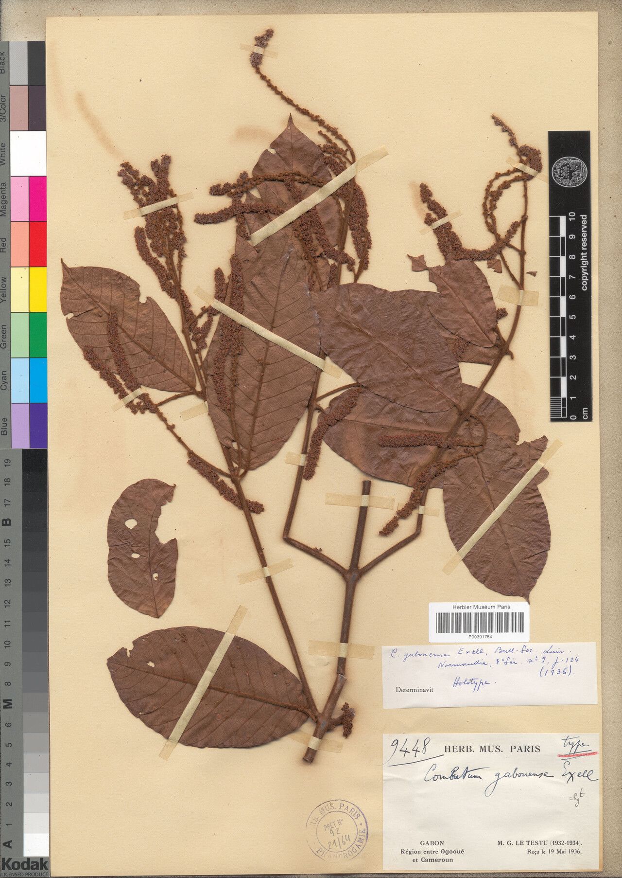 Combretum gabonense — houseplant care guide