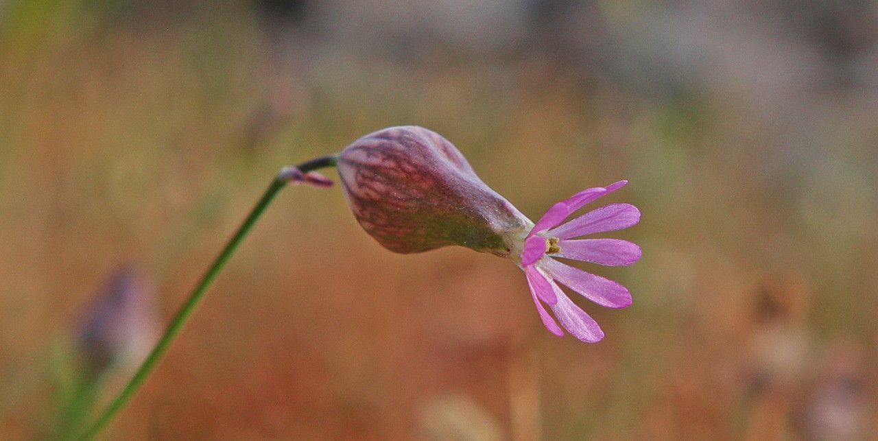 Silene reinholdii flower