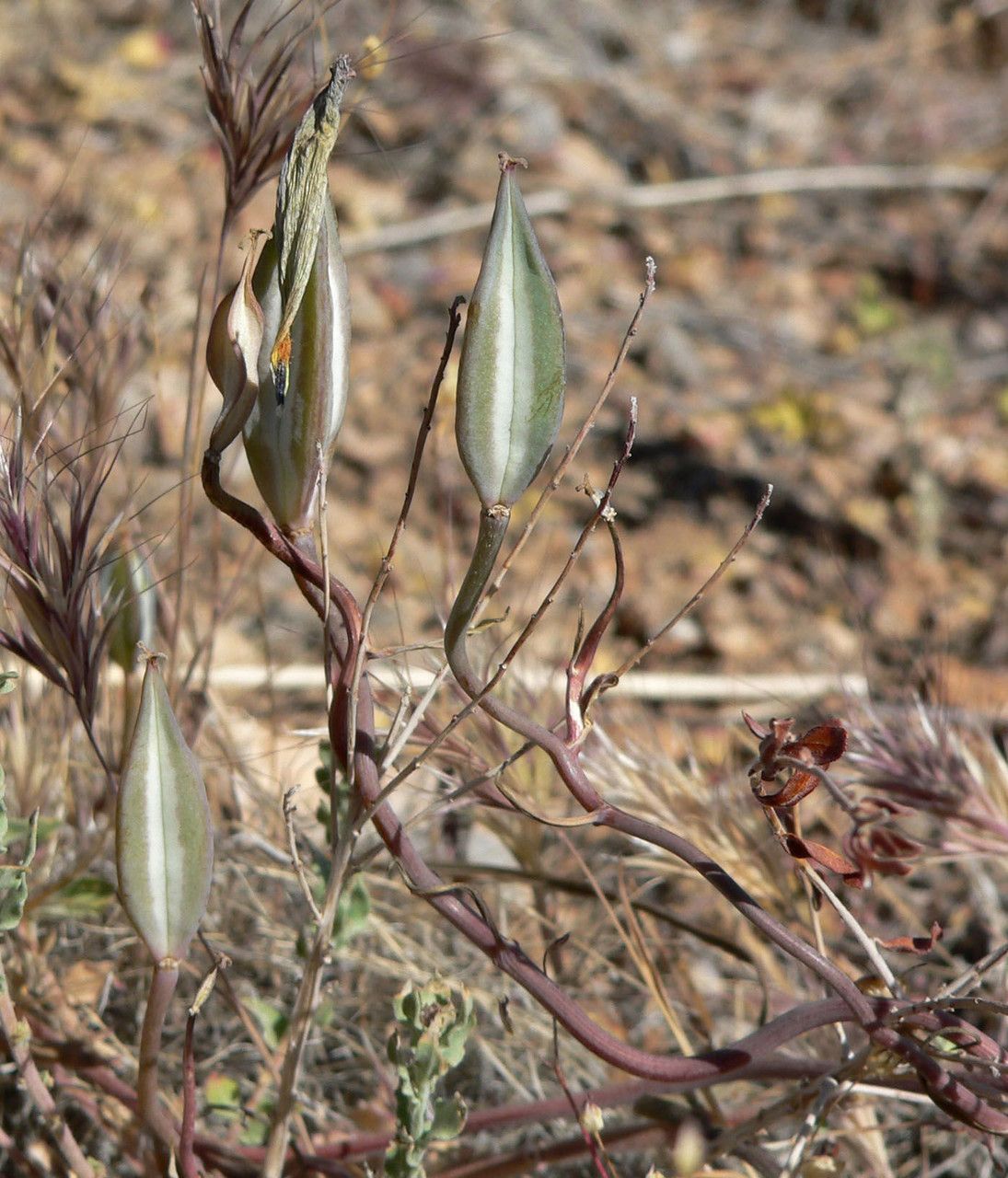Calochortus flexuosus fruit