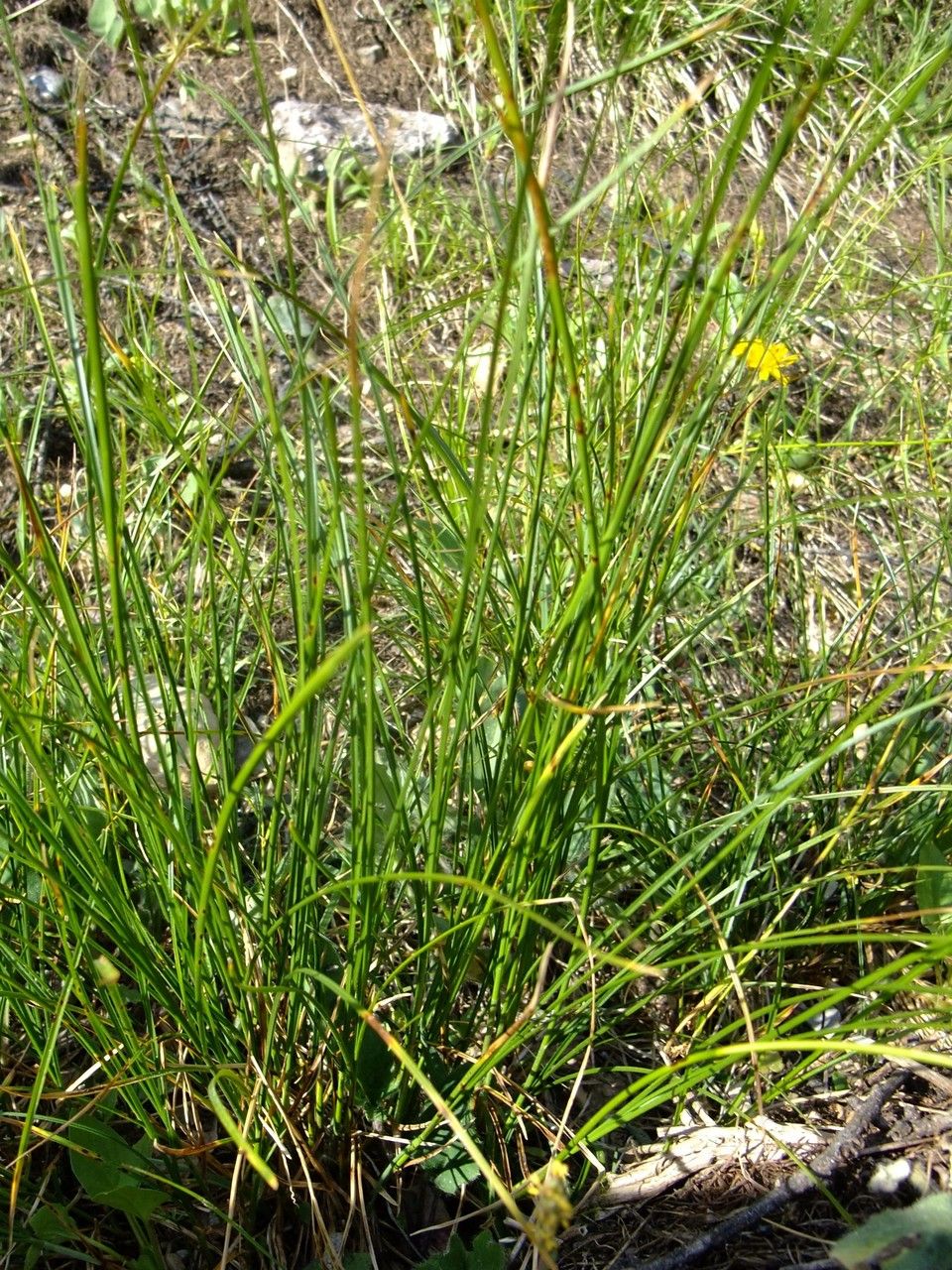 Carex austroalpina habit