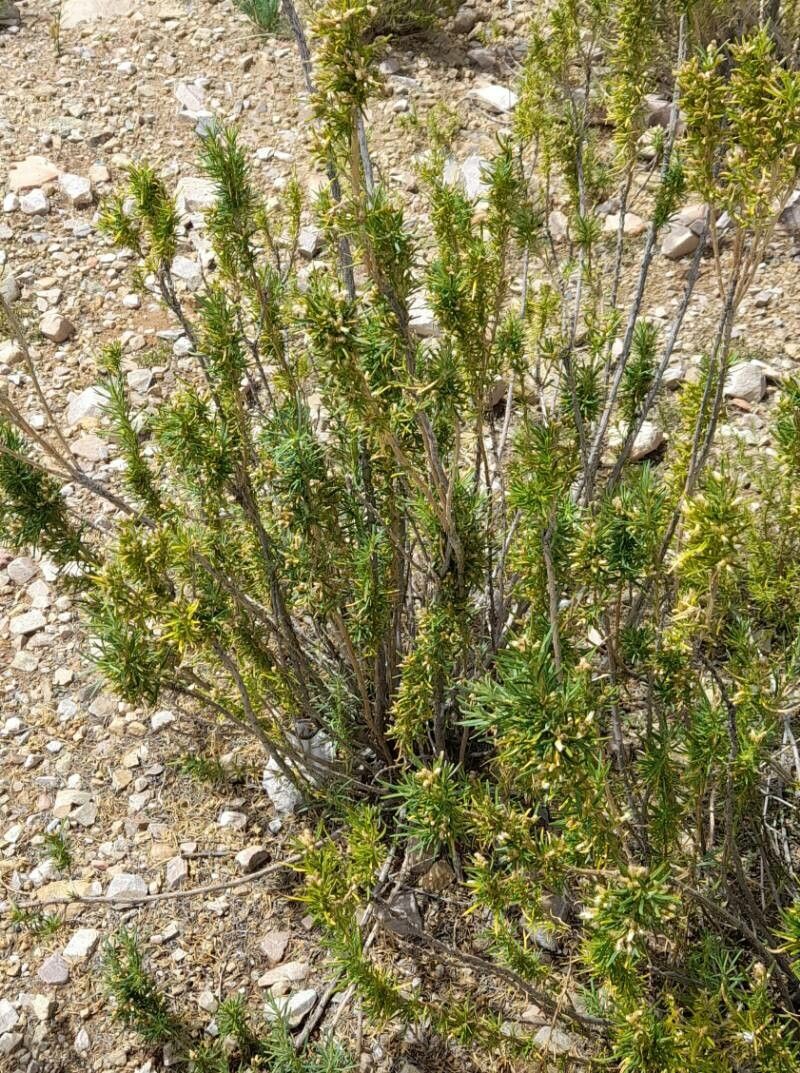 Baccharis grisebachii habit