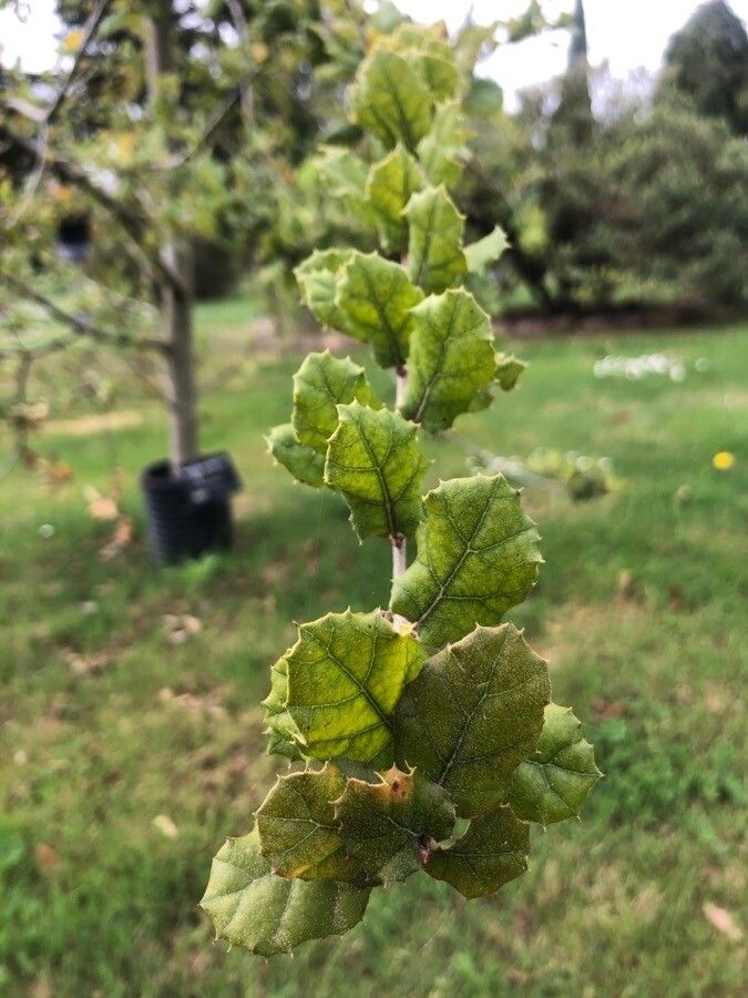 Quercus agrifolia leaf