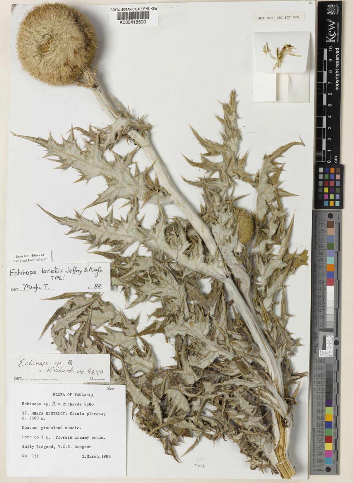 Echinops lanatus — search result for 'Echinops'