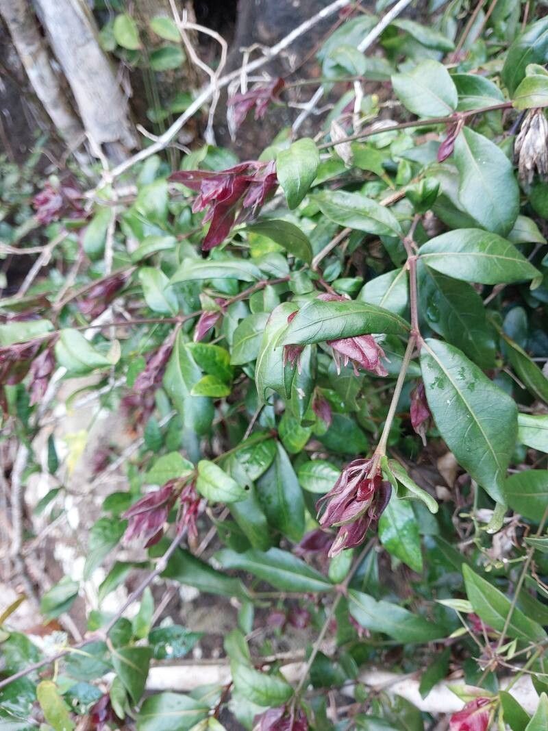 Hypoestes pulchra other