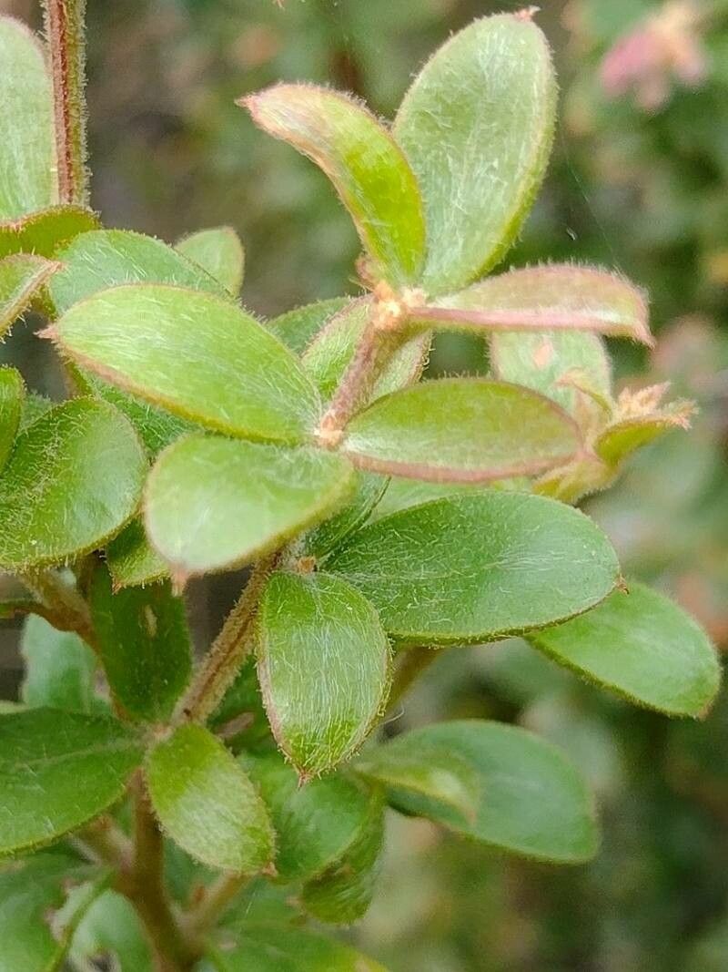 Grevillea sericea — search result for 'Grevillea'