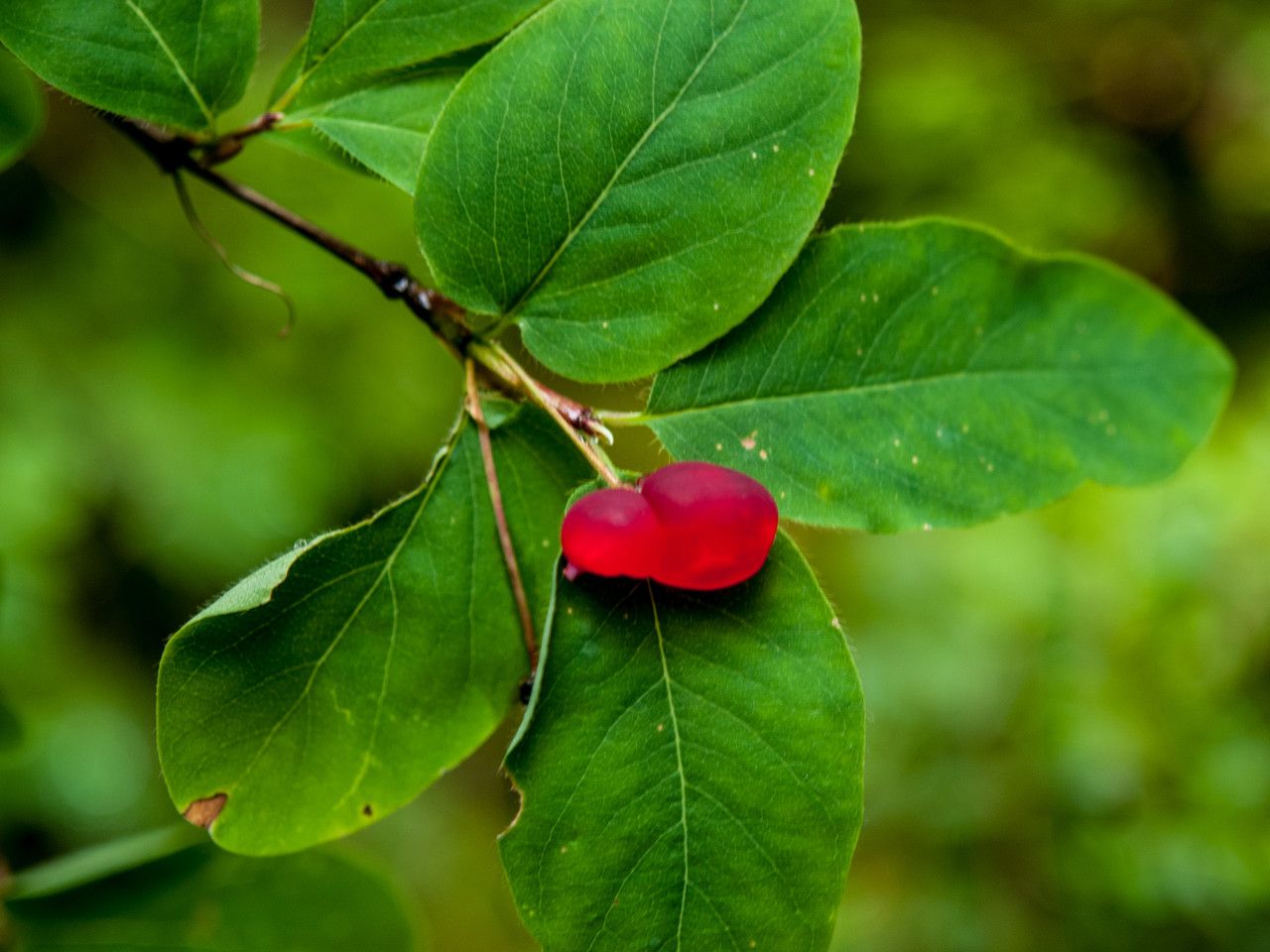 Lonicera utahensis fruit