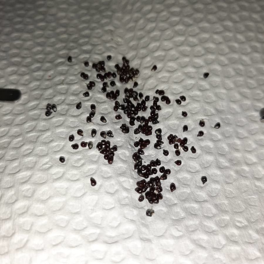 Frailea pumila fruit