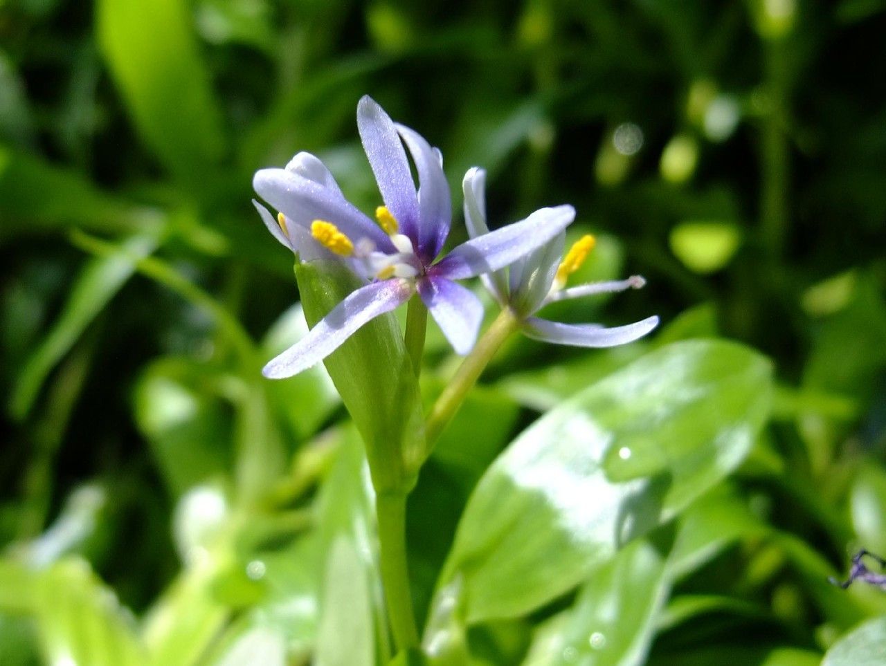 Heteranthera zosterifolia flower