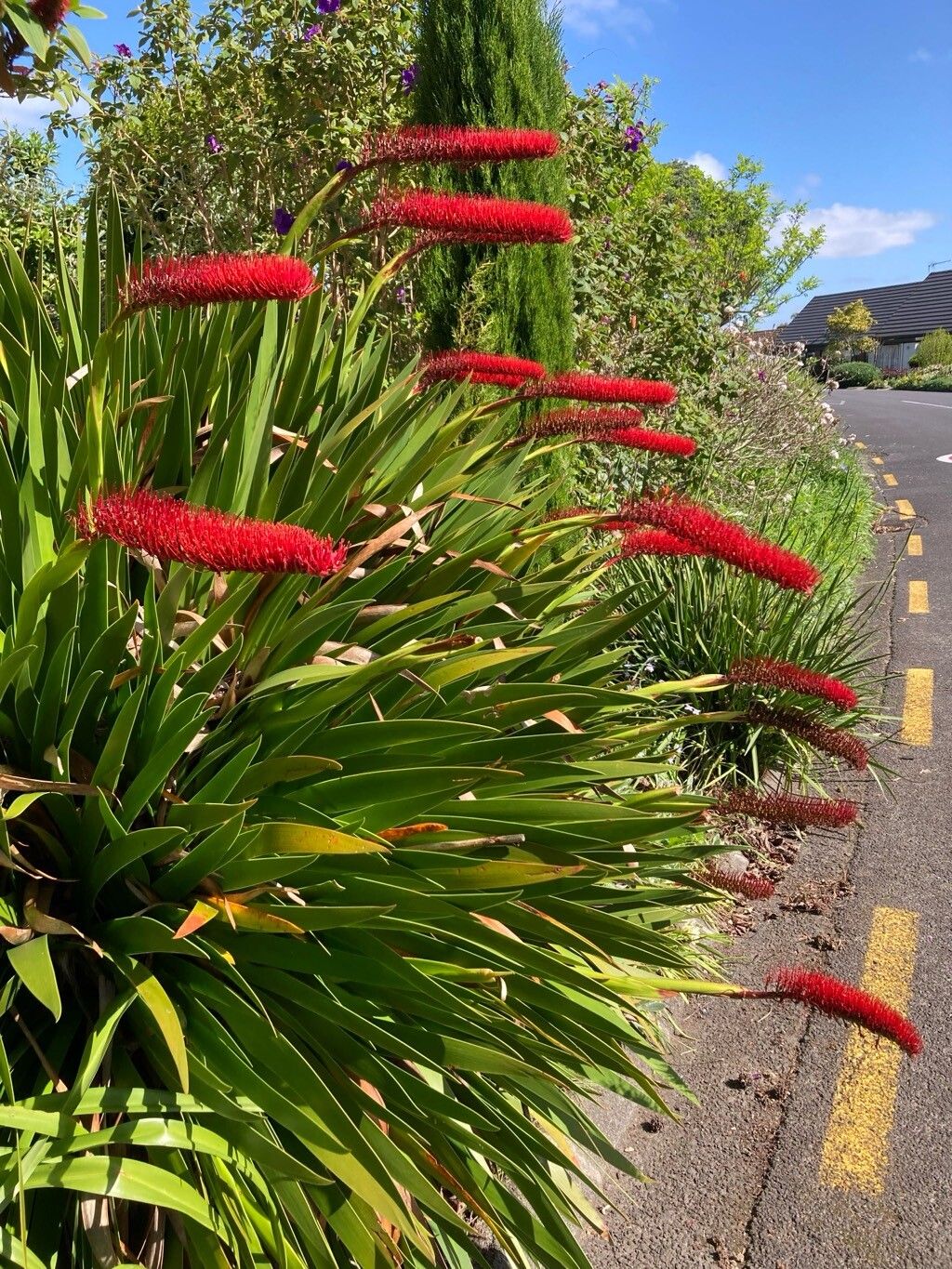 Xeronema callistemon flower