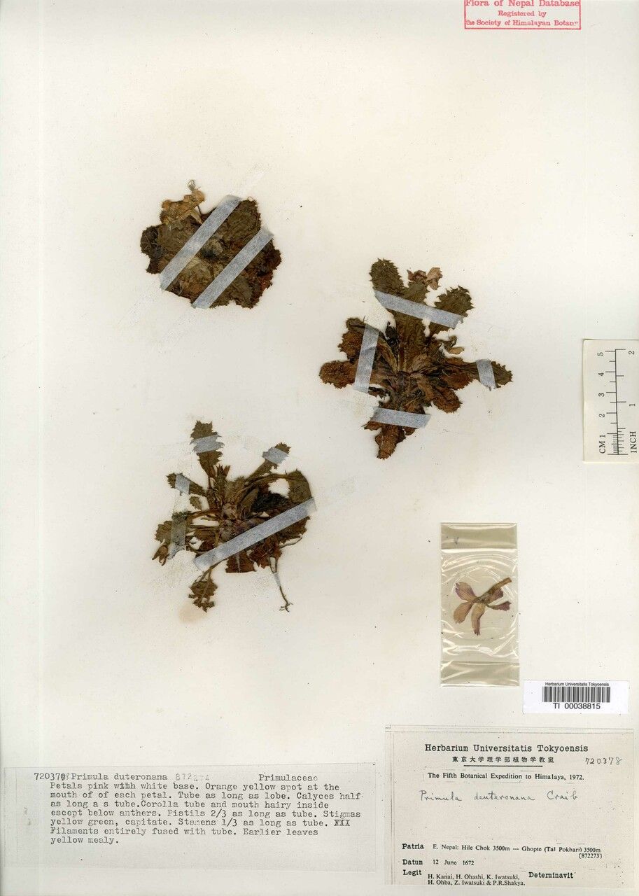 Primula deuteronana other