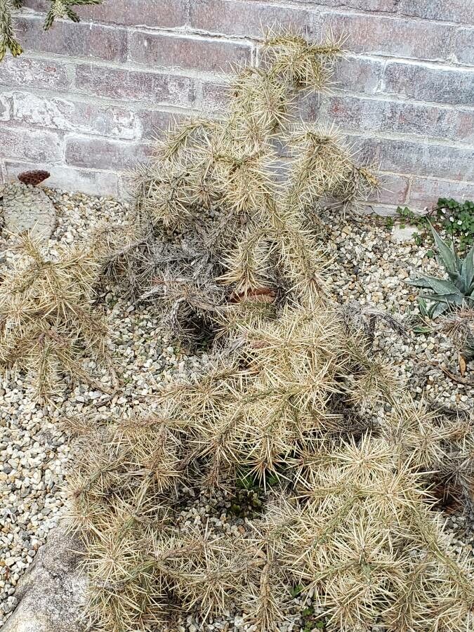 Cylindropuntia davisii habit