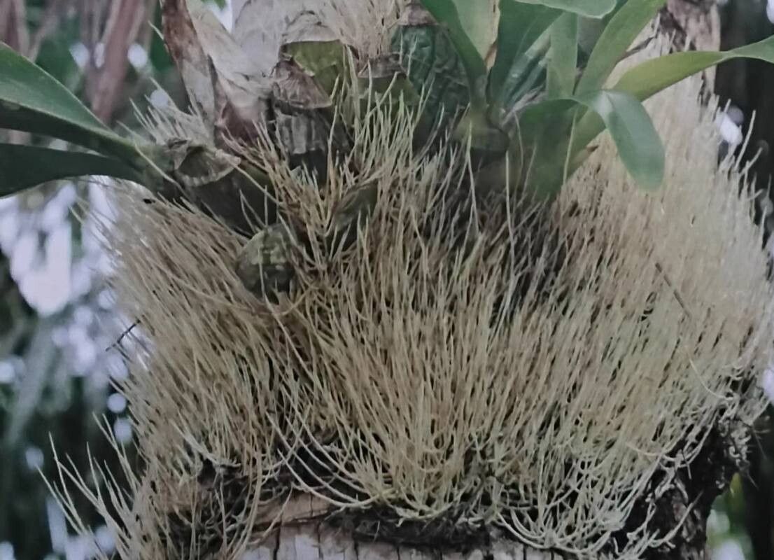 Grammatophyllum elegans — related species from the same genus