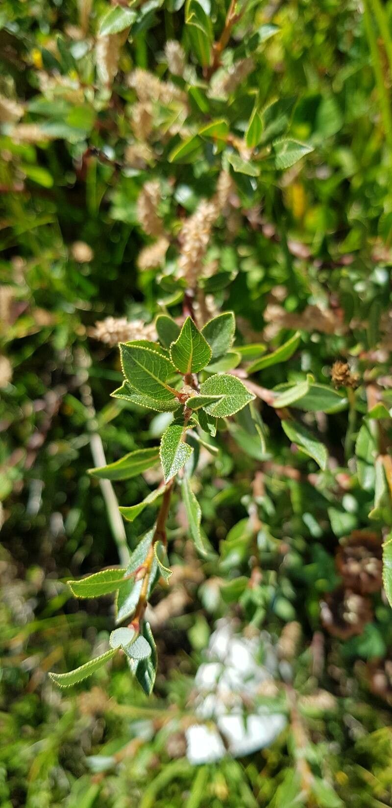 Salix foetida — houseplant care guide