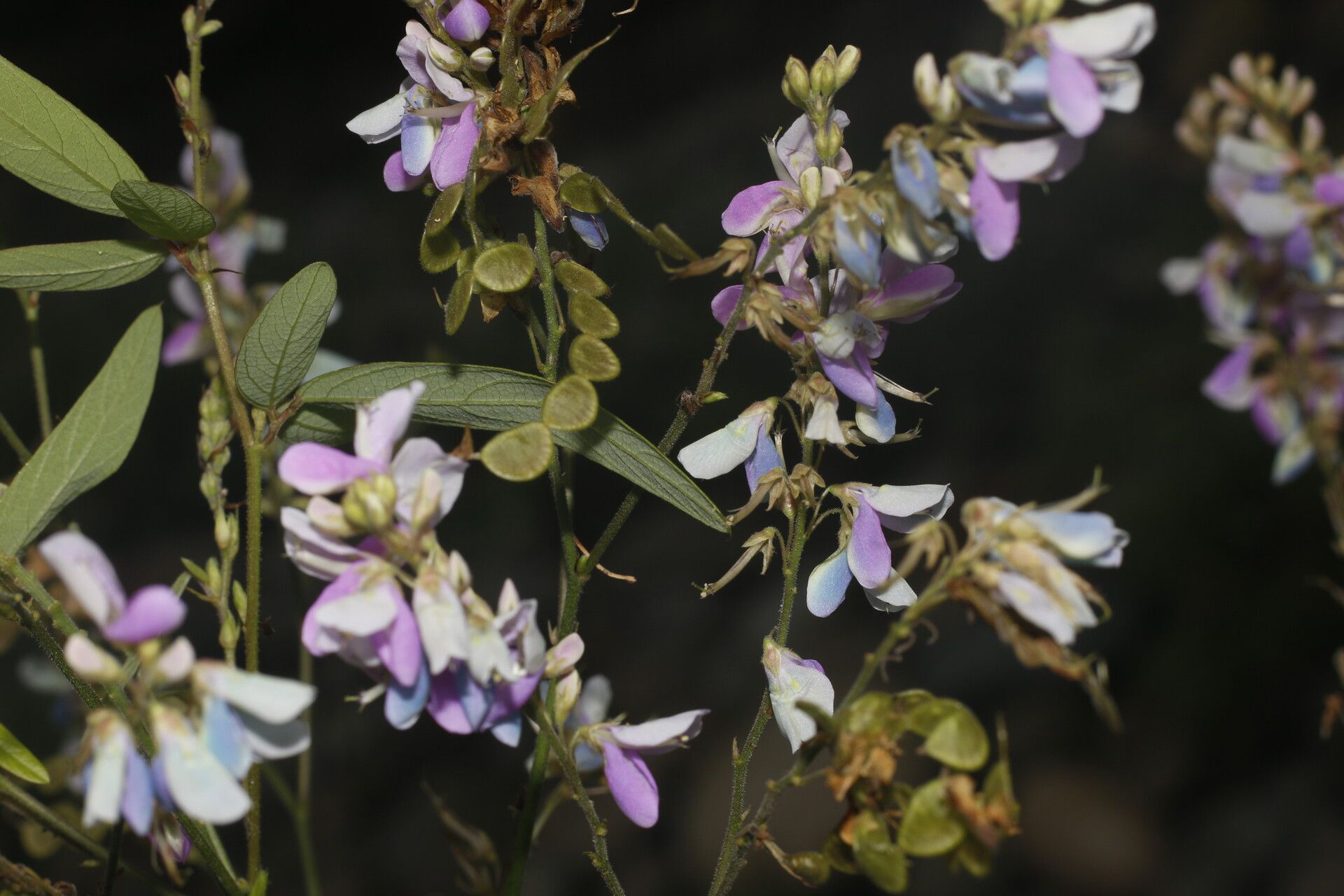 Desmodium cajanifolium flower