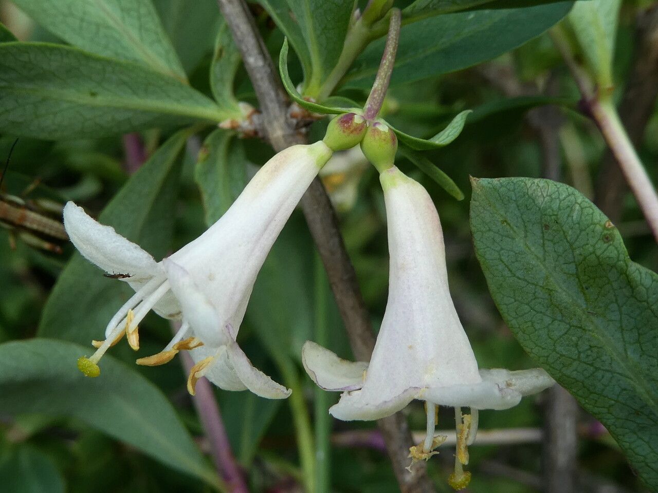 Lonicera pyrenaica flower