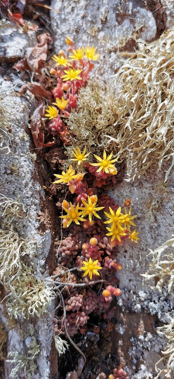 Aichryson tortuosum flower
