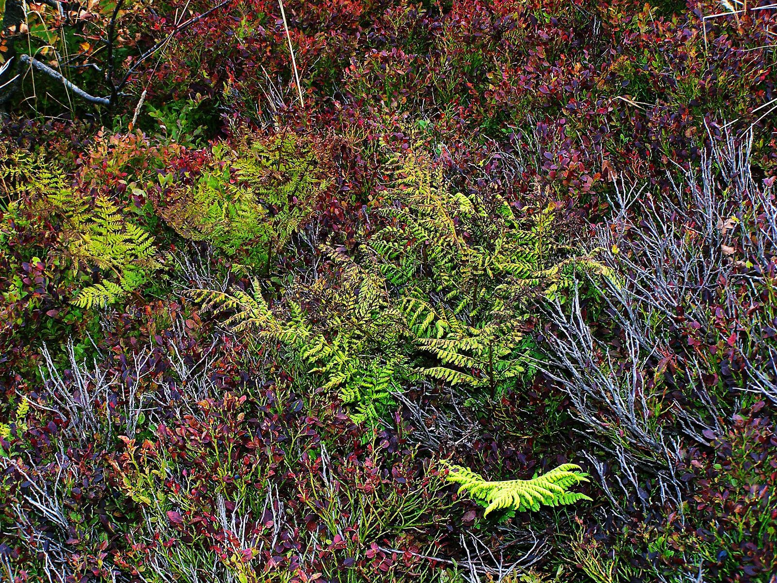 Athyrium alpestre leaf