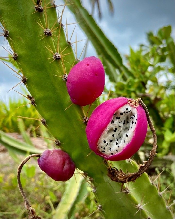 Cereus jamacaru fruit