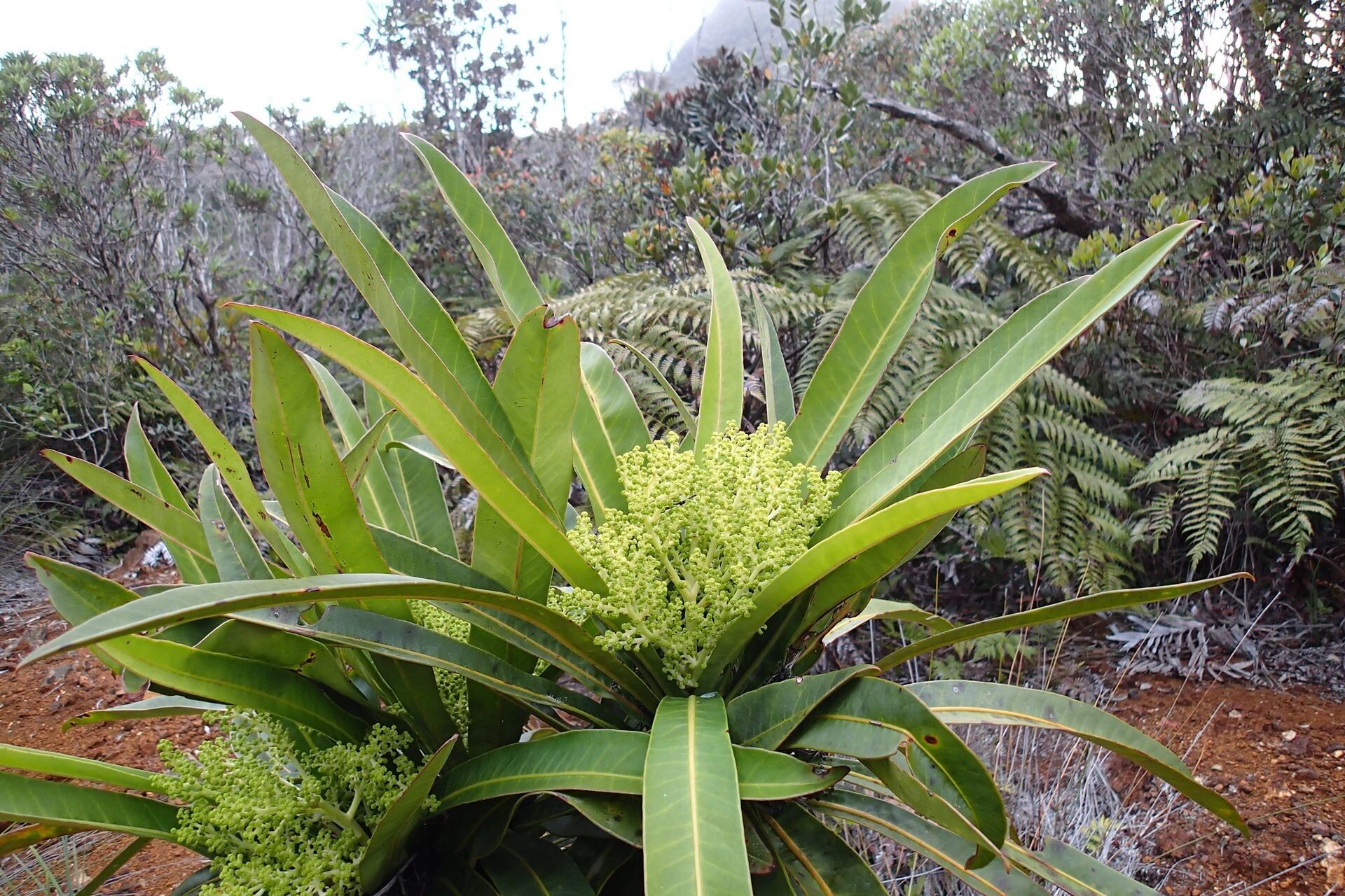 Meryta coriacea habit