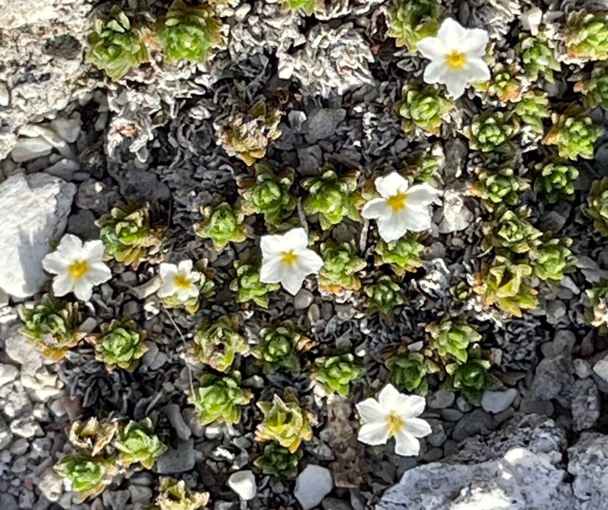 Euploca humifusa leaf