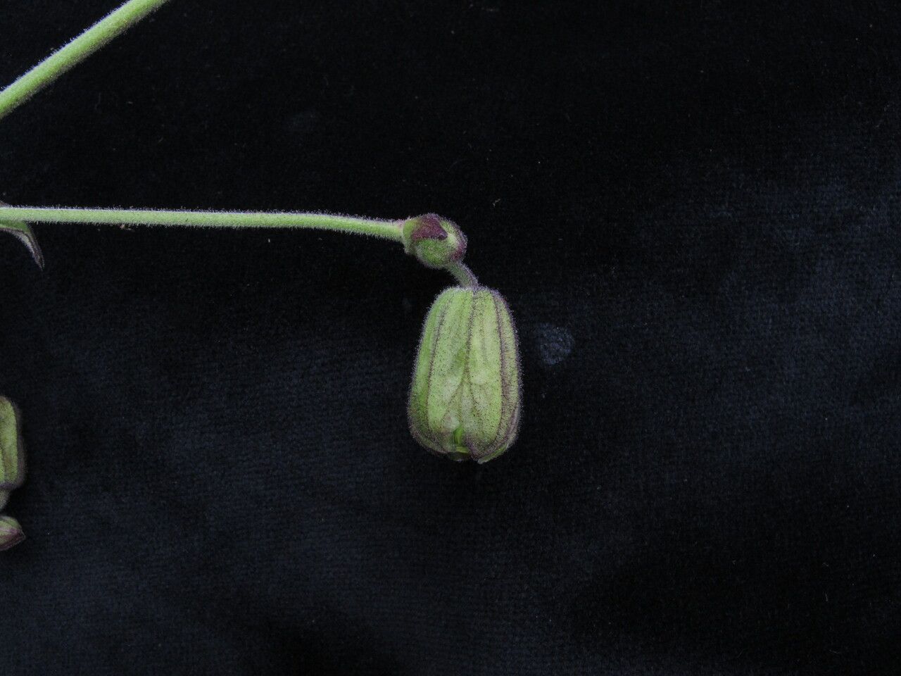 Silene edgeworthii habit