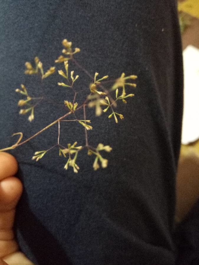 Sphenopus divaricatus flower