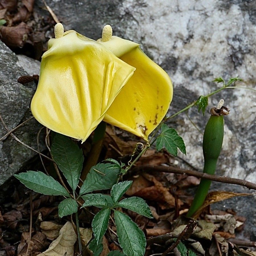 Arisaema flavum flower