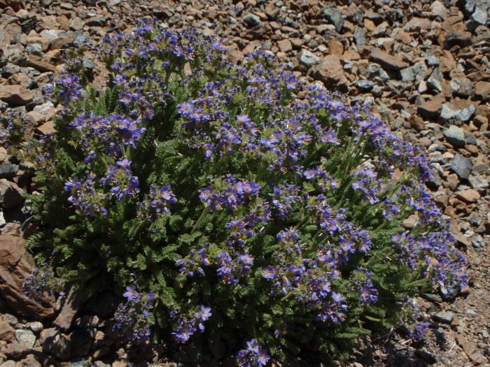 Polemonium chartaceum habit