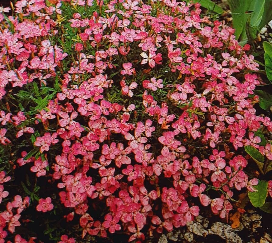 Dianthus myrtinervius — houseplant care guide