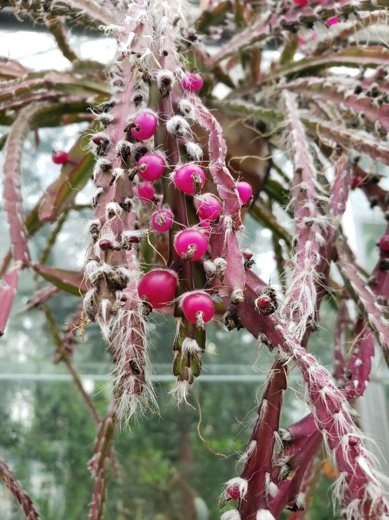 Lepismium cruciforme fruit