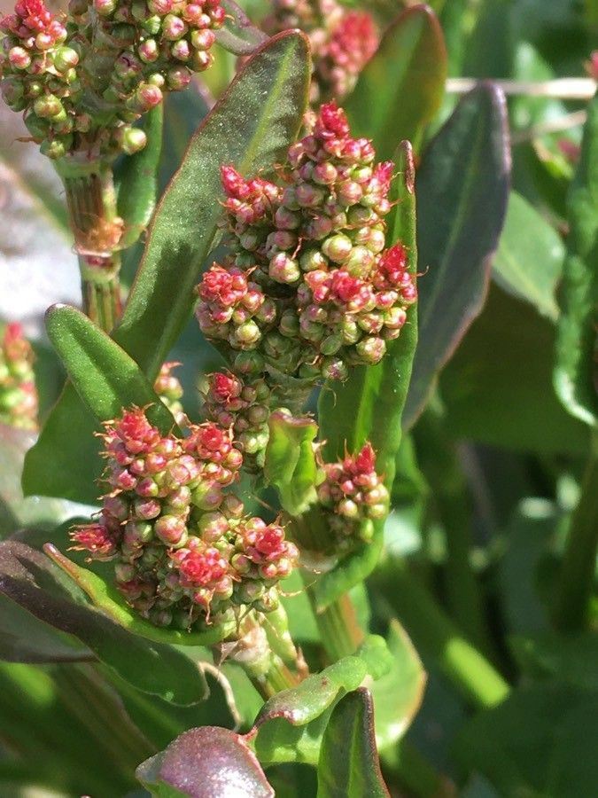 Oxybasis chenopodioides flower