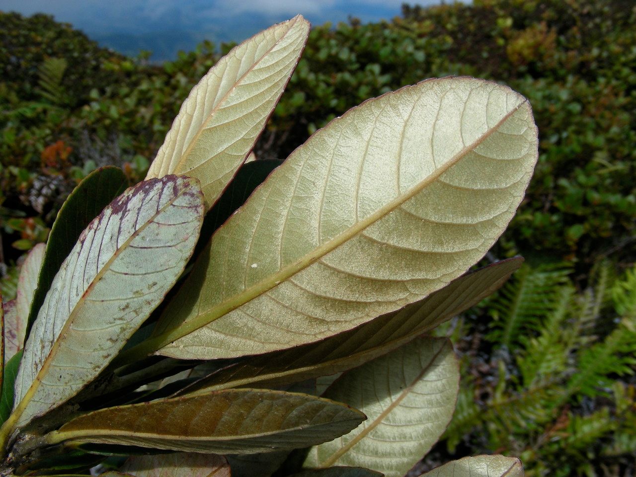 Elaeocarpus gordonii habit
